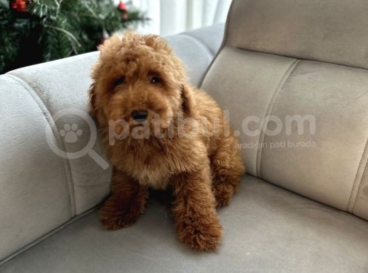 Red Brown Minatüt Poodle Yavrularımız A Kalite görsel