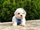 Sevimli Mini Boy Maltese Yavrular