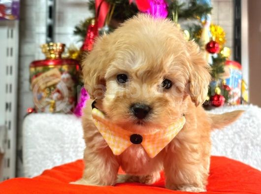 Dizayn Irk Sevimli Maltipoo Yavrular görsel