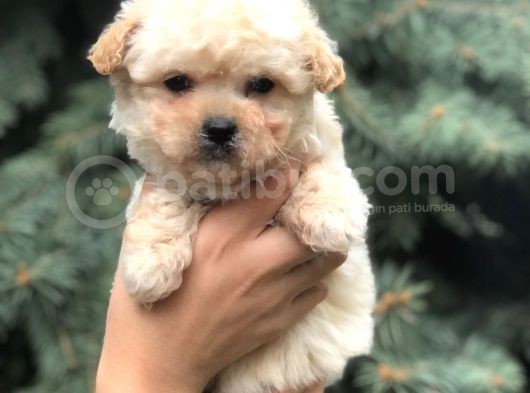 Birbirinden Güzel Maltıpoo Yavrular görsel