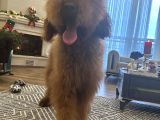 Dev Red Brown Poodle Tüy Dökmeyen Yavrular
