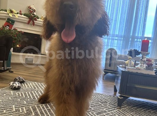 Dev Red Brown Poodle Tüy Dökmeyen Yavrular görsel