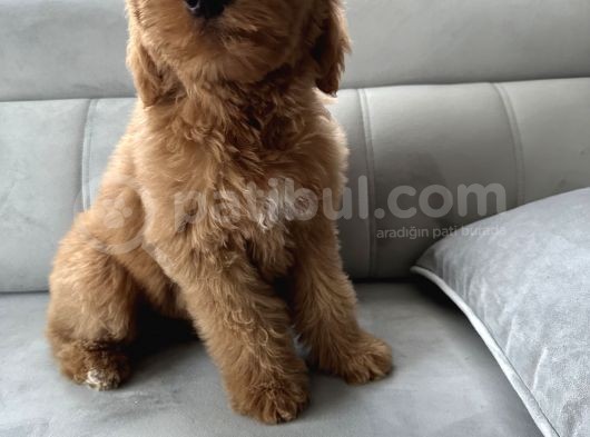 Özel Amerikan Gen Dev  Labradoodle Türkiye’de Tek Üreticisinden görsel