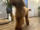 Dev Red Brown Poodle Tüy Dökmeyen Yavrular
