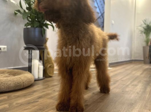 Dev Red Brown Poodle Tüy Dökmeyen Yavrular görsel