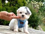 Sevimli Mini Boy Maltese Yavrular
