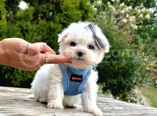 Sevimli Mini Boy Maltese Yavrular
