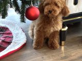 Red Brown Minatüt Poodle Yavrularımız A Kalite