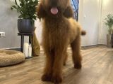 Dev Red Brown Poodle Tüy Dökmeyen Yavrular