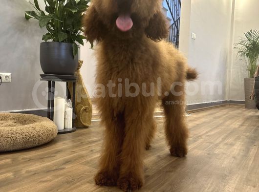 Dev Red Brown Poodle Tüy Dökmeyen Yavrular