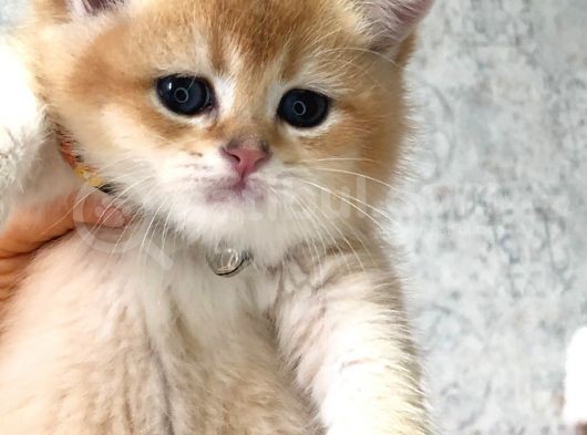 A Kalite Bri̇ti̇sh Shorthai̇r  Golden Yavrular görsel