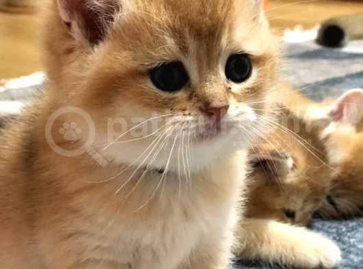 A Kalite Bri̇ti̇sh Shorthai̇r  Golden Yavrular