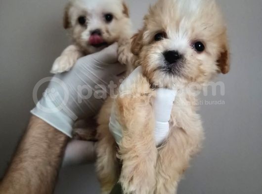Yılbaşı Haftasına Özel,Uygun Fiyat Dişi Maltipoo