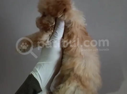 Yılbaşı Haftasına Özel,Uygun Fiyat Dişi Maltipoo görsel