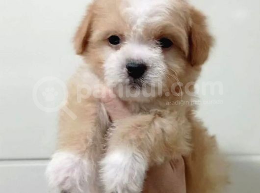Yılbaşı Haftasına Özel,Uygun Fiyat Dişi Maltipoo görsel