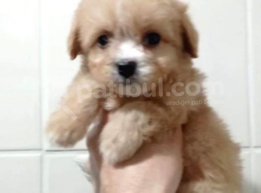 Yılbaşı Haftasına Özel,Uygun Fiyat Dişi Maltipoo görsel