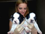 Saf-kan French Bulldog Yavruları Burkem,den