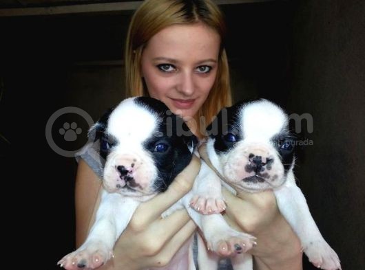 Saf-Kan French Bulldog Yavruları Burkem,Den