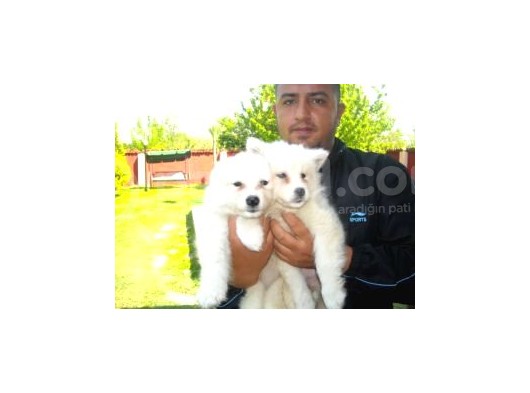 Saf-Kan Samoyed  Yavruları Burkem,Den