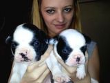 Saf-Kan French Bulldog Yavruları Burkem,Den