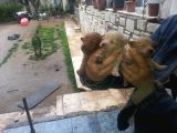 Saf-Kan Toy Poodle Yavruları Burkem,Den