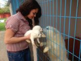 Saf-Kan Samoyed  Yavruları Burkem,Den