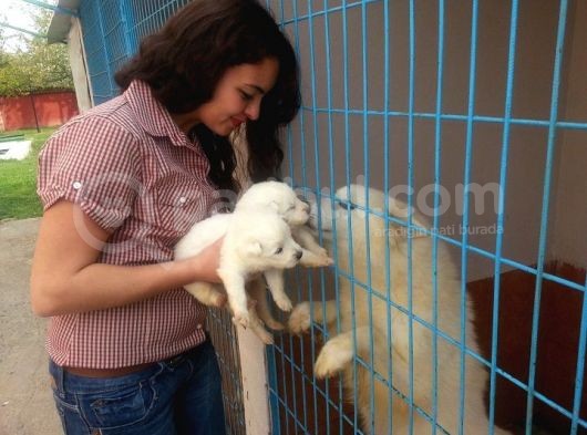 Saf-Kan Samoyed  Yavruları Burkem,Den görsel