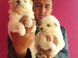 Saf-Kan Samoyed  Yavruları Burkem,Den