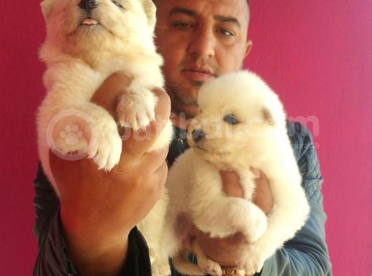 Saf-Kan Samoyed  Yavruları Burkem,Den görsel