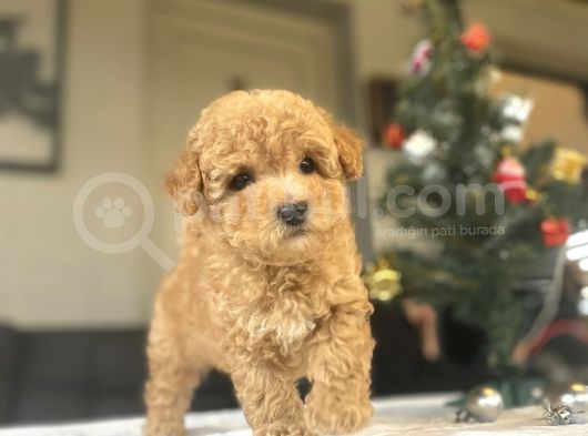 A Kali̇te Aşili Poodle Bebekler görsel