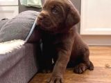 Show Güzelli̇kte Labrador Retriever Bebekler
