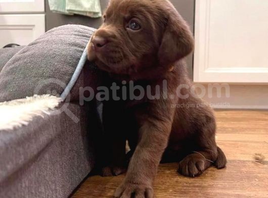 Show Güzelli̇kte Labrador Retriever Bebekler görsel