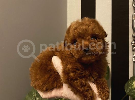 Muhteşem Kalite Poodle Bebekler görsel