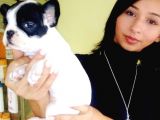 Saf-Kan French Bulldog Yavruları Burkem,Den
