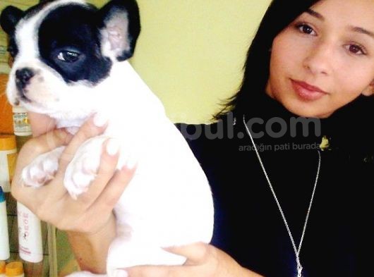 Saf-Kan French Bulldog Yavruları Burkem,Den görsel