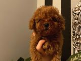 Çocuklarınıza En Iyi Arkadaş Poodle Bebekler