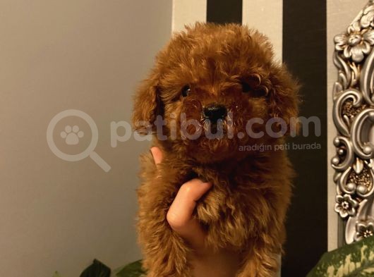 Çocuklarınıza En Iyi Arkadaş Poodle Bebekler görsel