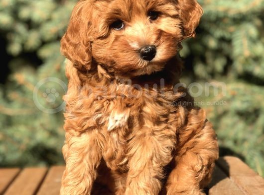 Orjinal Red Brown Maltıpoo görsel