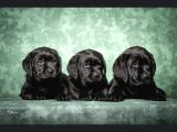 Show Güzelli̇kte Labrador Retriever Bebekler
