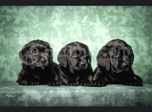 Show Güzelli̇kte Labrador Retriever Bebekler görsel