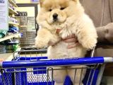 Evi̇ni̇zi̇n Neşesi̇ Chow Chow Yavrulari