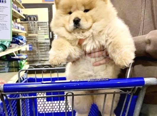 Evi̇ni̇zi̇n Neşesi̇ Chow Chow Yavrulari görsel