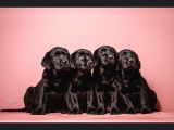 Show Güzelli̇kte Labrador Retriever Bebekler