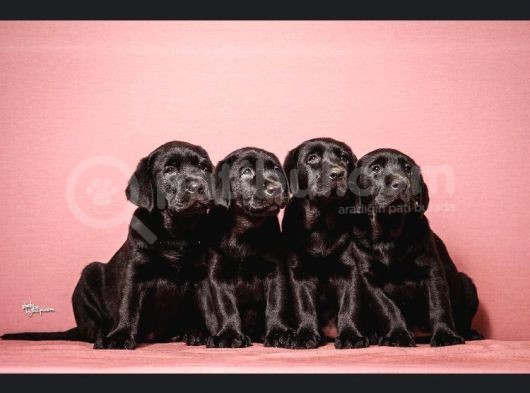 Show Güzelli̇kte Labrador Retriever Bebekler görsel