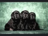 Show GÜZELLİKTE Labrador Retriever Bebekler