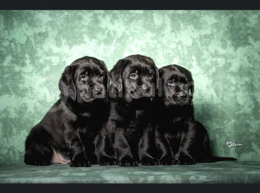 Show Güzelli̇kte Labrador Retriever Bebekler