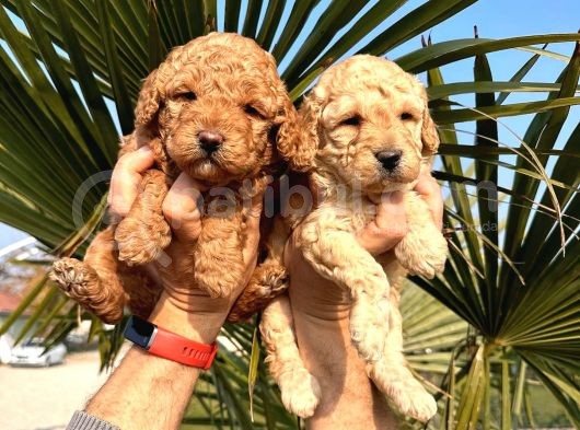 Mükemmel Kalitede Renk Renk Toy Poodle Yavrularımız