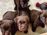 Show Güzelli̇kte Labrador Retriever Bebekler