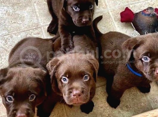 Show Güzelli̇kte Labrador Retriever Bebekler görsel