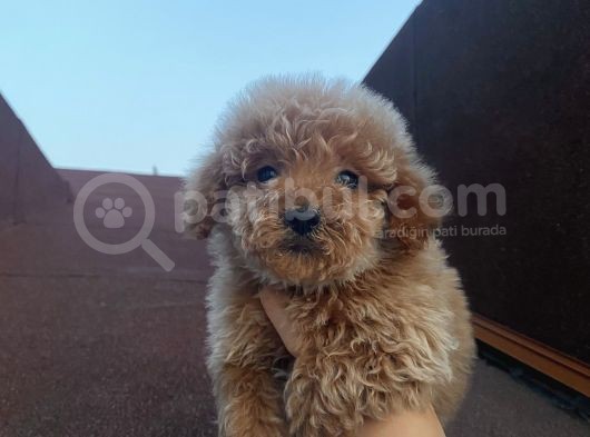 Çocuklarınıza En Iyi Arkadaş Poodle Bebekler görsel